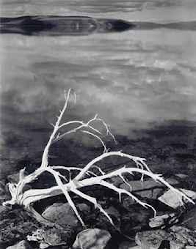 White Branches, Mono Lake by Ansel Adams