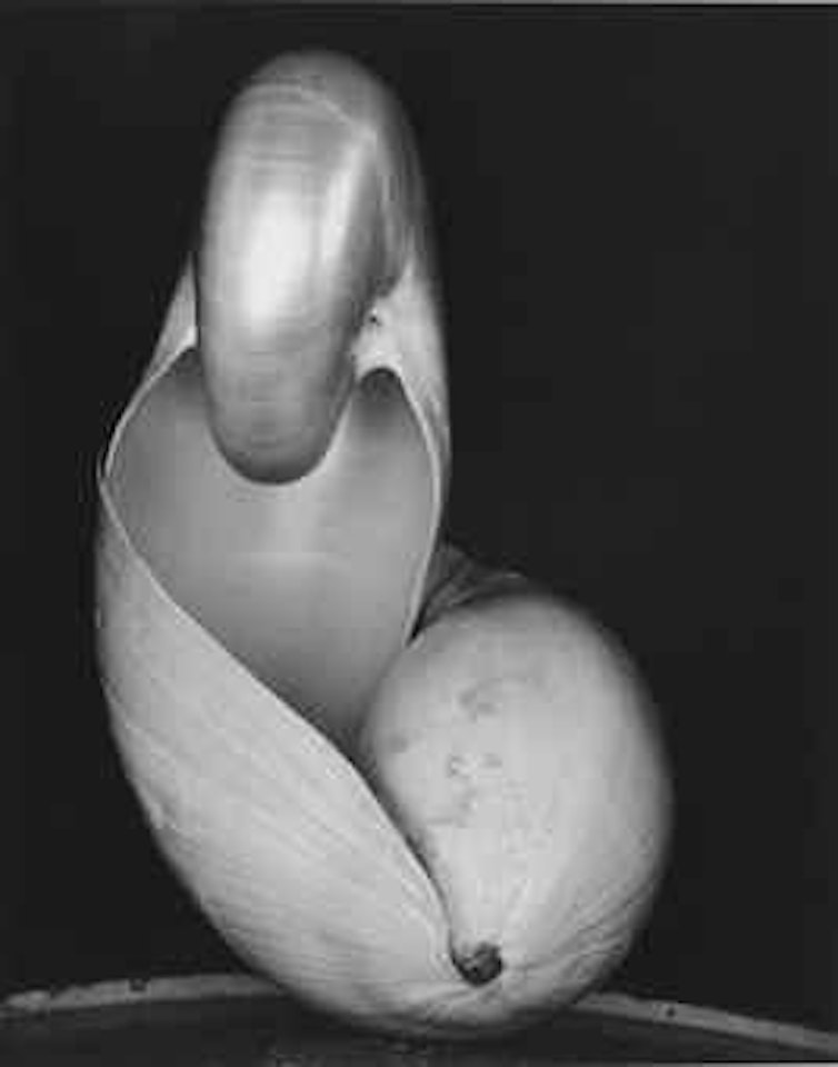 Shell by Edward Weston