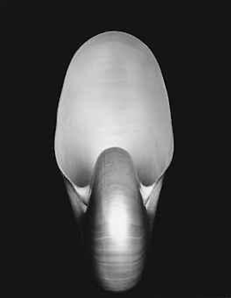 Shell by Edward Weston