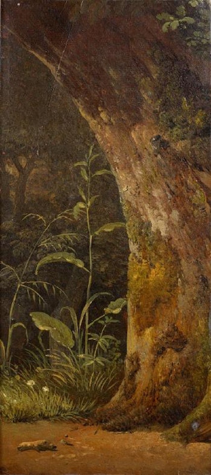 Un chêne dans un sous-bois by Simon Denis