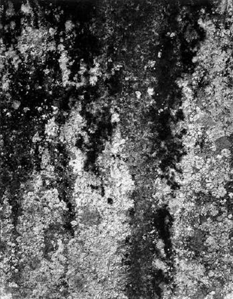 Lichens and rock by Ansel Adams