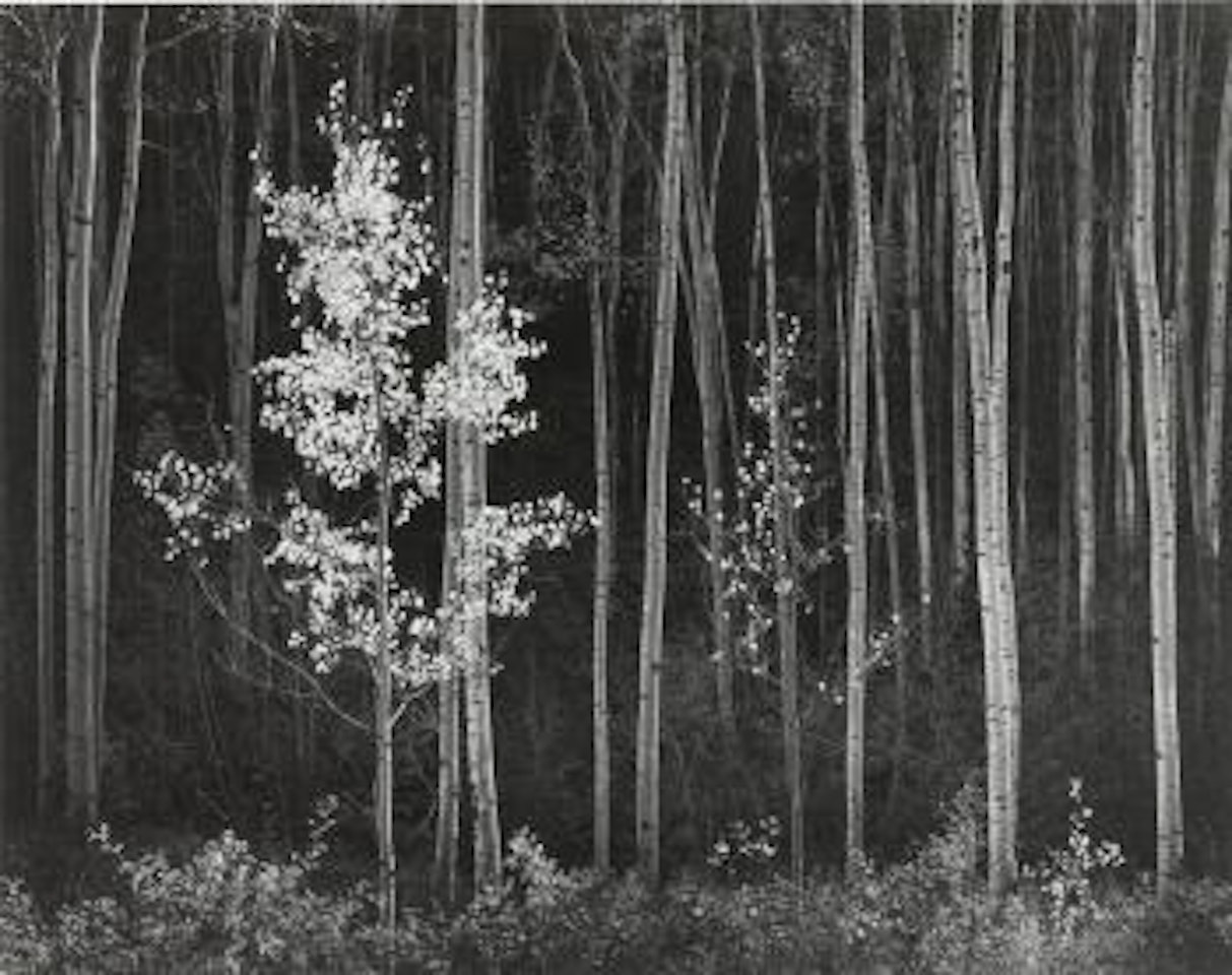 Aspens, Northern New Mexico by Ansel Adams