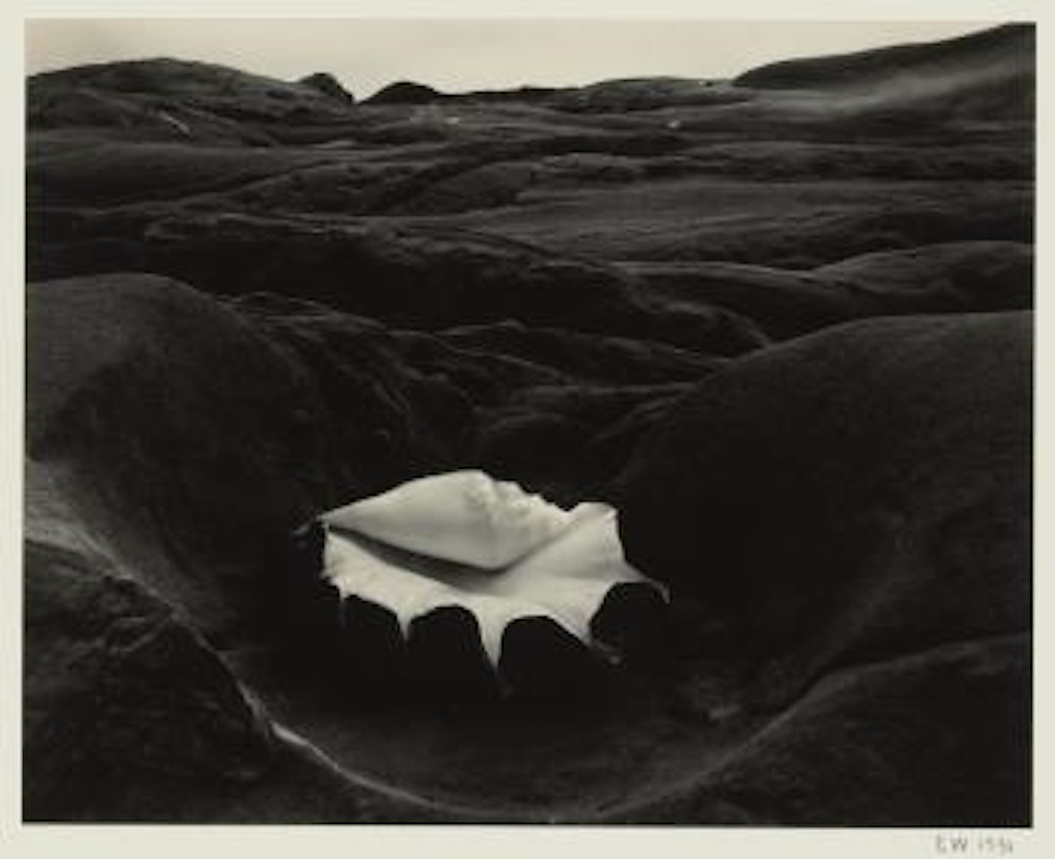 Shell And Rock Arrangement by Edward Weston