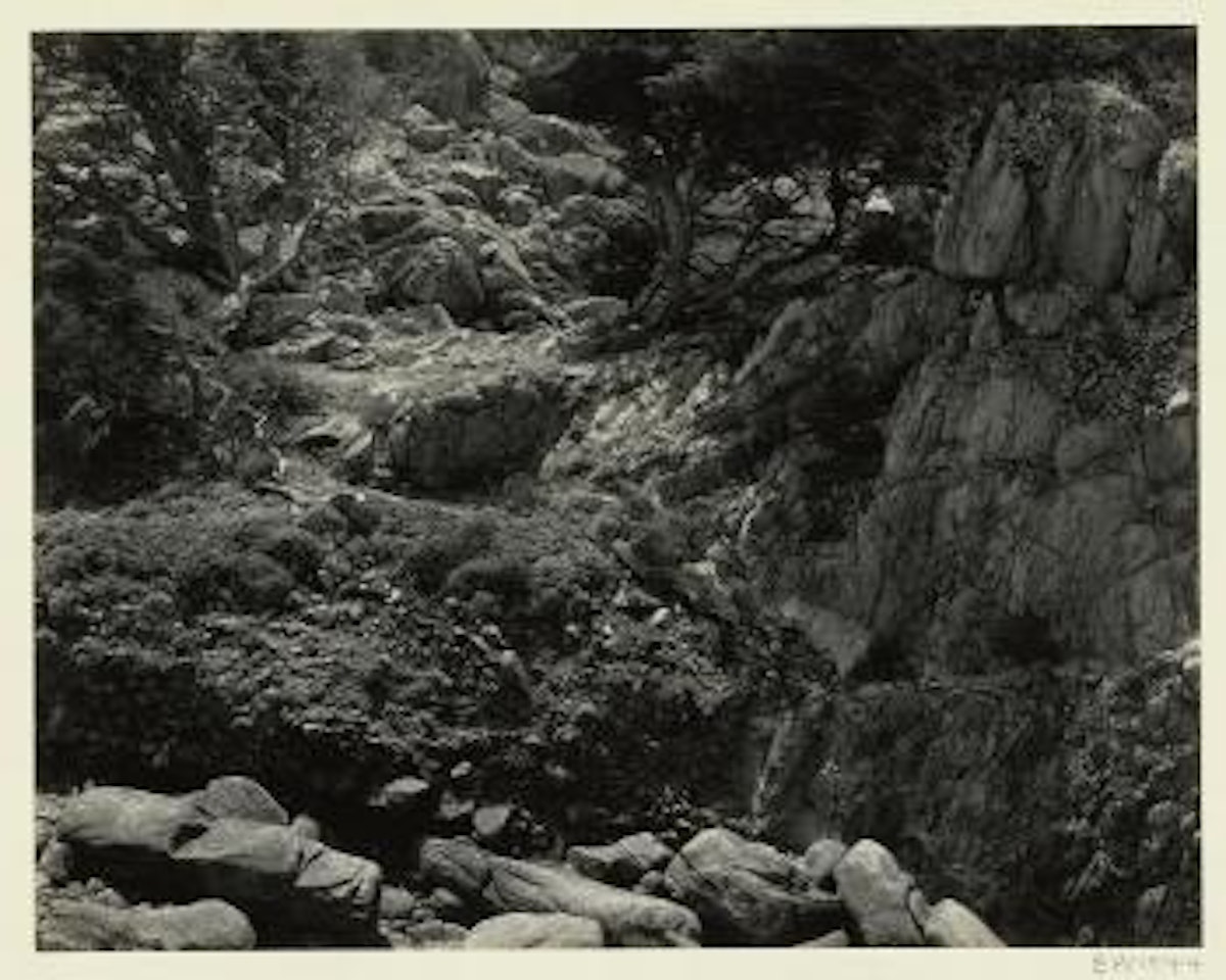 Point Lobos by Edward Weston
