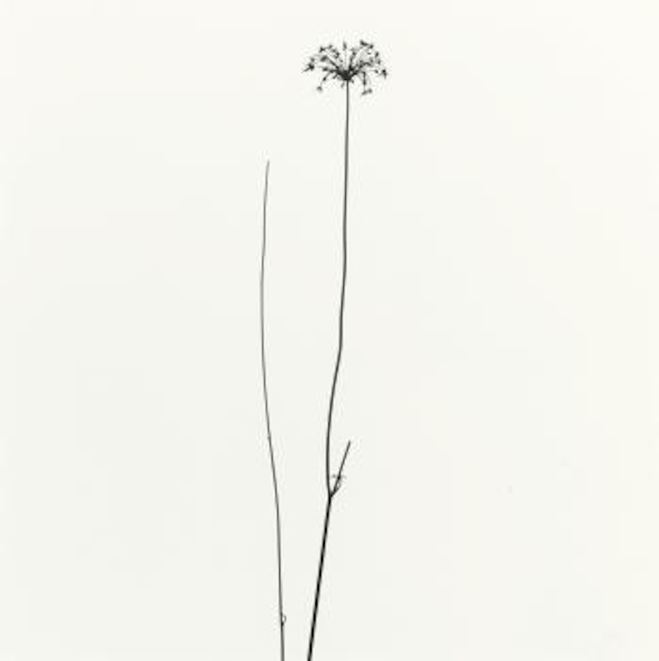 Michigan (Flower And Stem) by Harry Callahan
