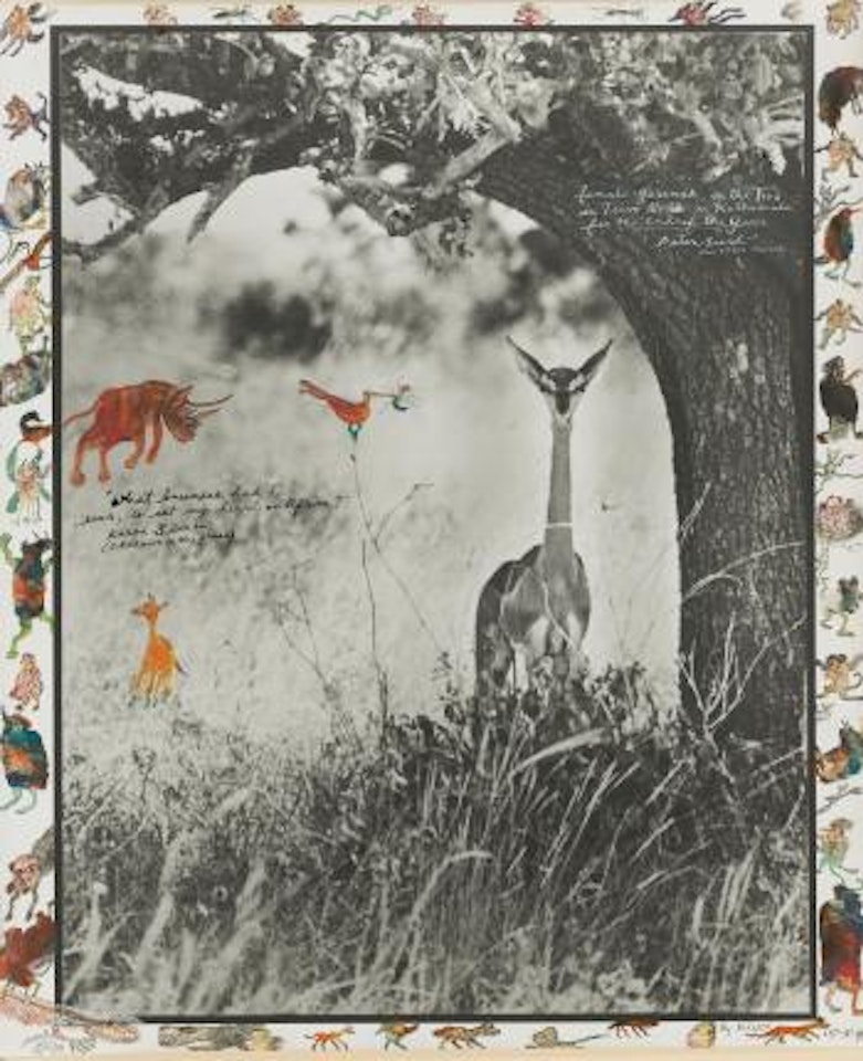 Female Gerenuk On The Tiva In Tsavo North Near Kathemula For The End Of The Game by Peter Beard