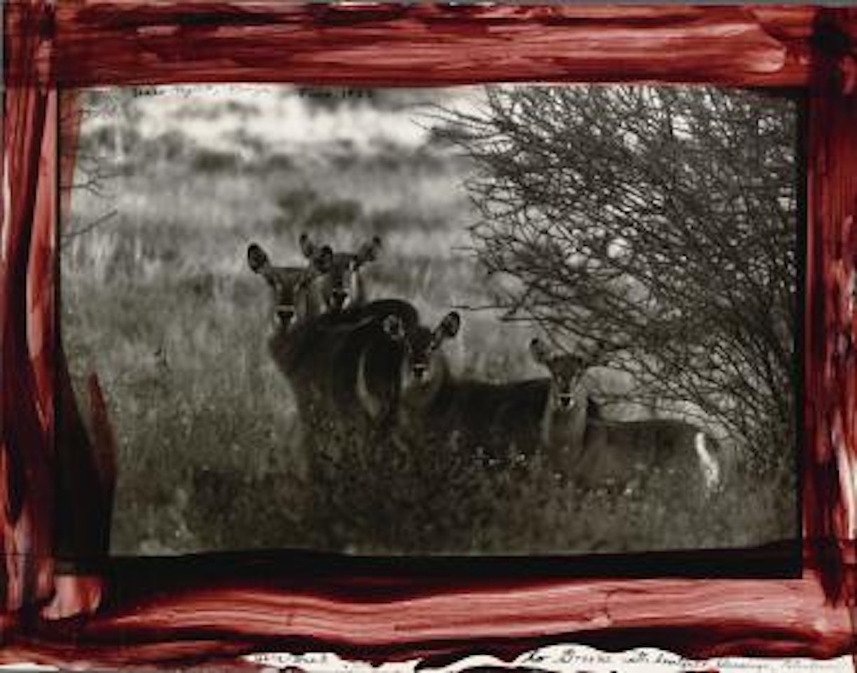 Waterbuck, Uaso Nyero, Kenya by Peter Beard