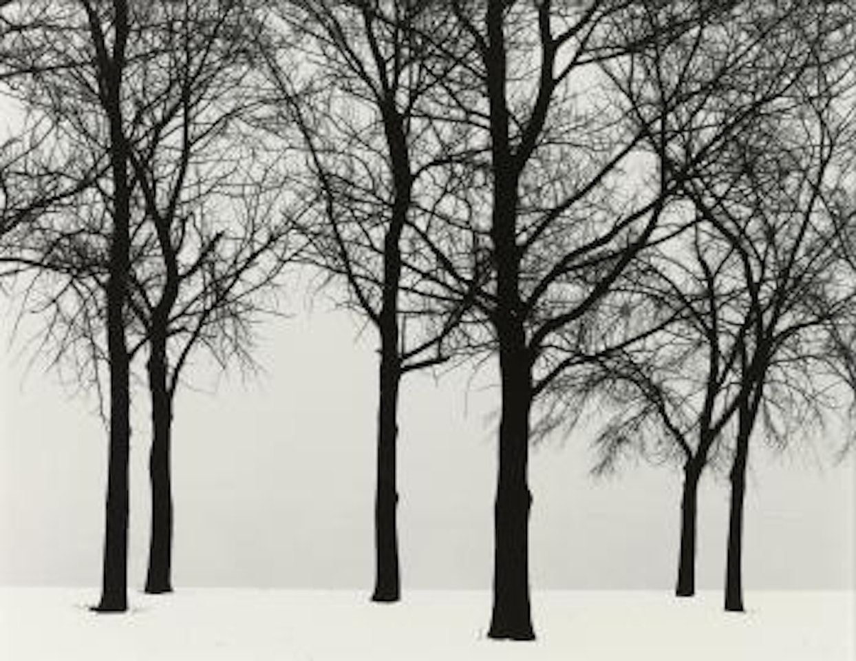 Chicago (Trees In Snow) by Harry Callahan