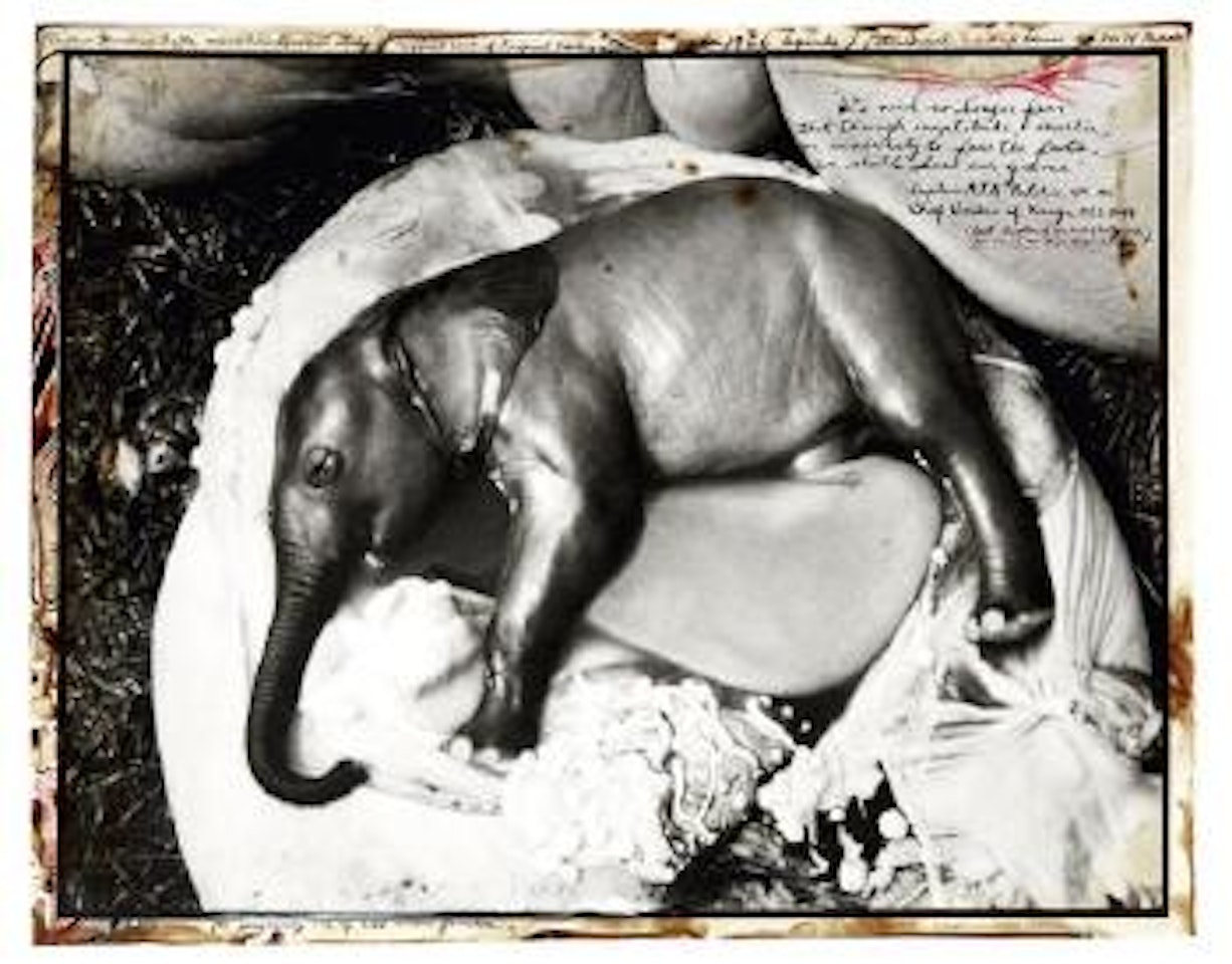 Uganda (elephant embryo) by Peter Beard