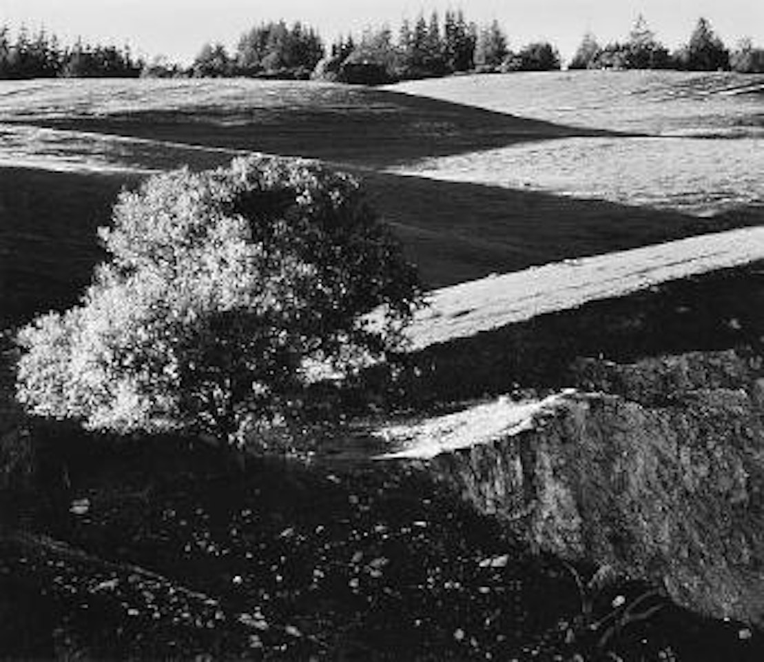 Rolling Hills, Campus of the University of California, Santa Cruz by Ansel Adams