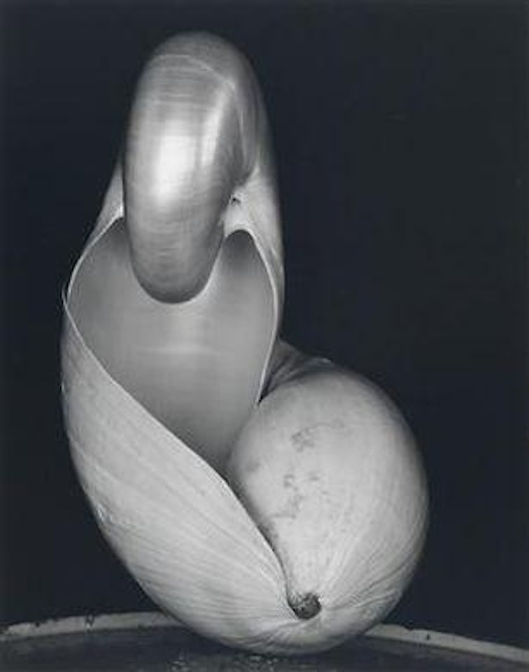 Shell by Edward Weston