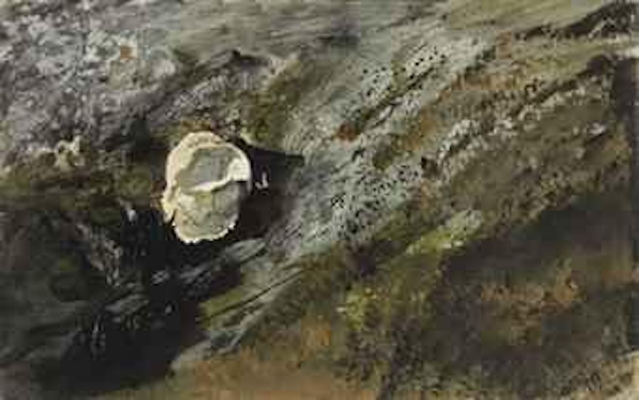 Inland Shell by Andrew Wyeth