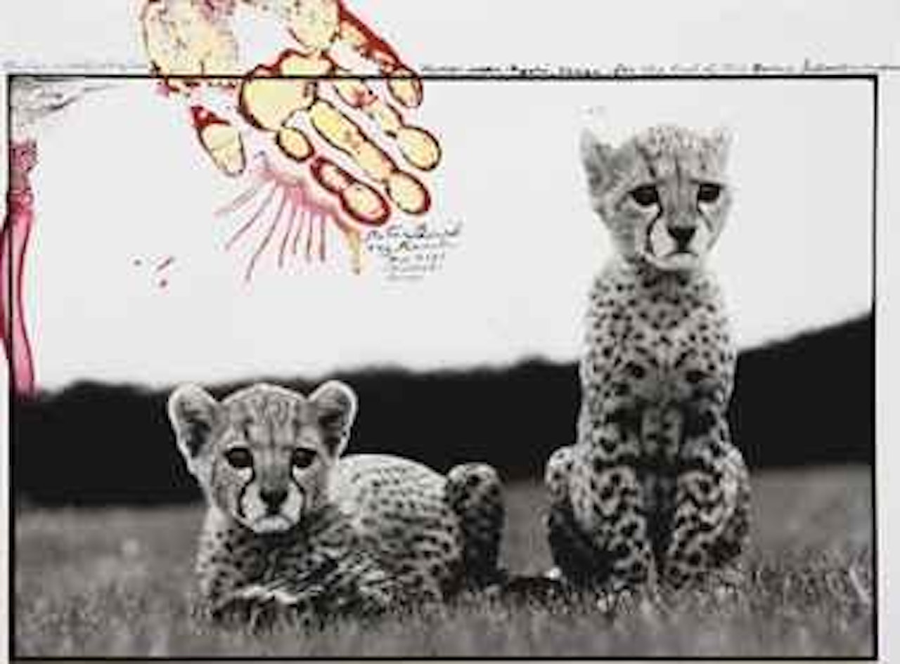 Cheetah cubs at feeding time, Mweiga near Nyeri, Kenya, for 'The End of the Game' by Peter Beard