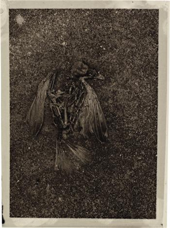 Relief of a sparrow by Josef Sudek
