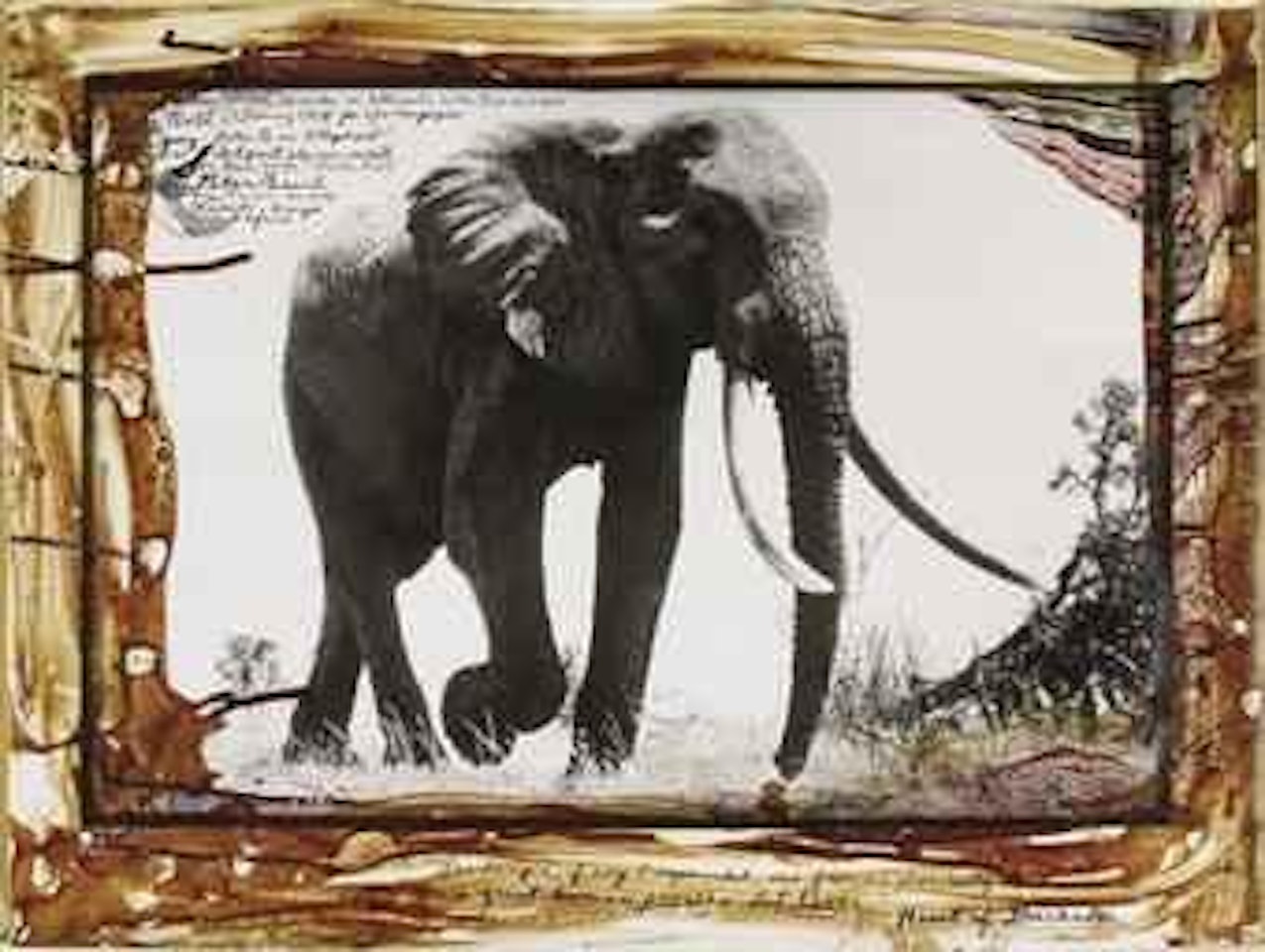 Large Tusker, circa 110-115 pounder, near Kattremula on the Tiva Sand River, Tsavo North, February 1965 by Peter Beard