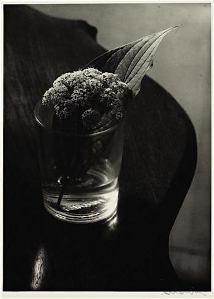 Flower and Leaf in a glass by Josef Sudek