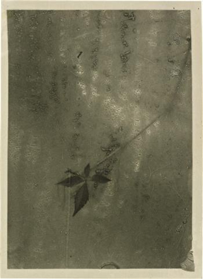 Leaf through a fogged window by Josef Sudek