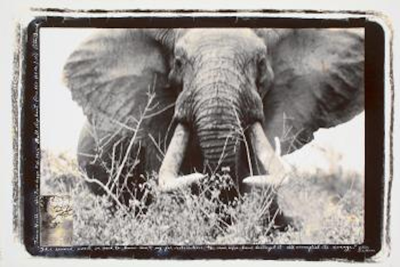 Tsavo North - athi TIVA lugga, Bull elephant (circa 150-160 lbs/side) by Peter Beard