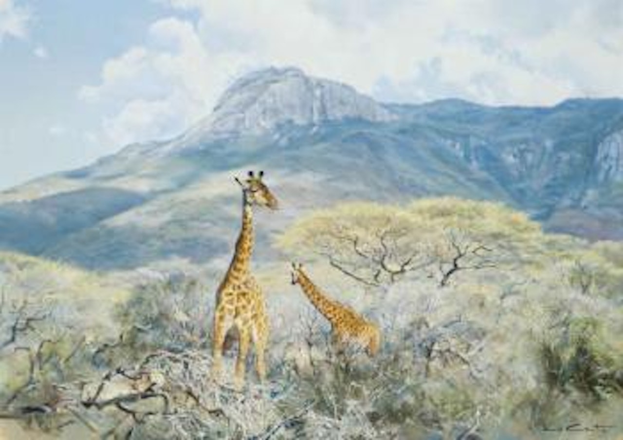 Giraffes by Donald Grant