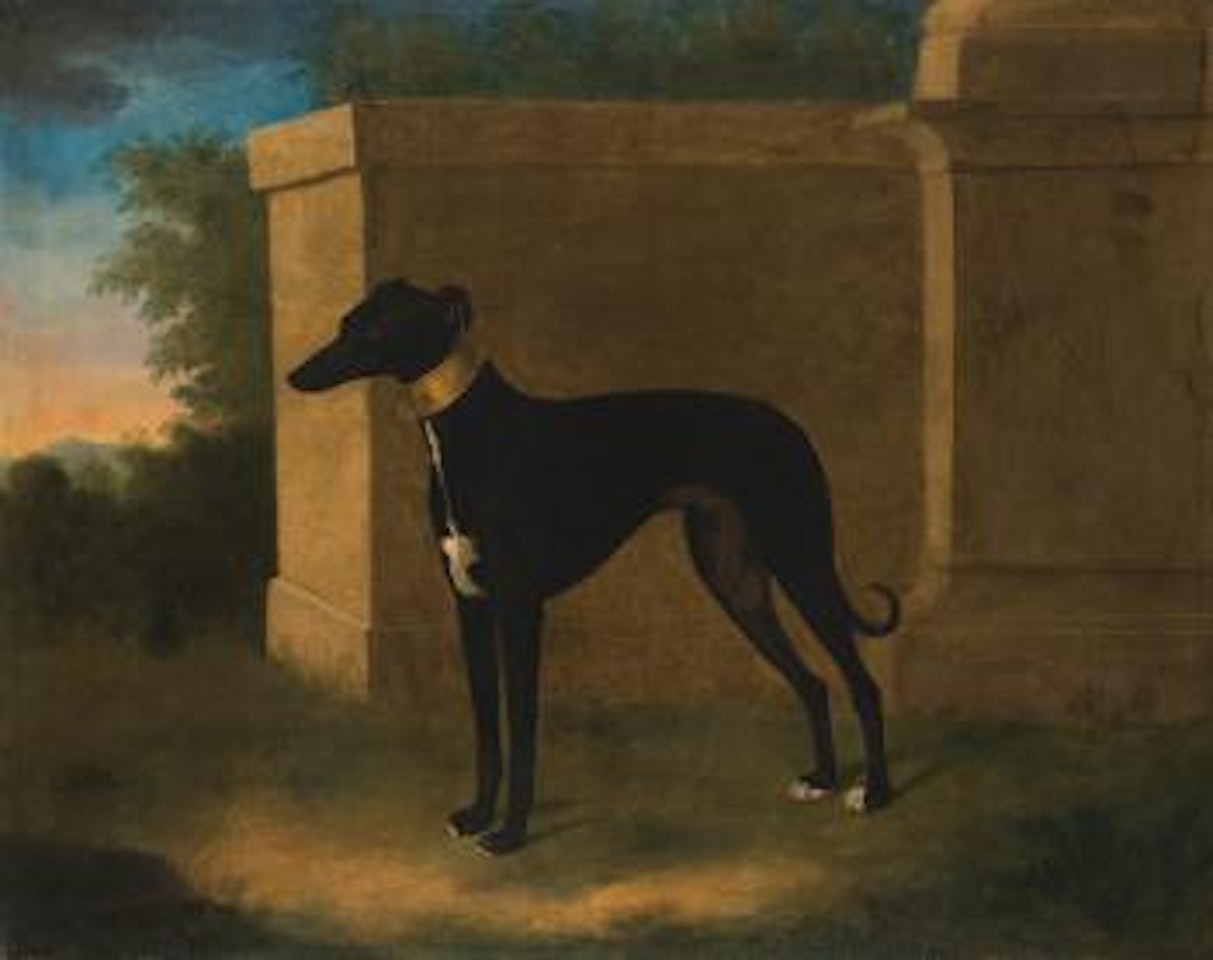 Portrait Of a Greyhound, Called Pompon by John Wootton