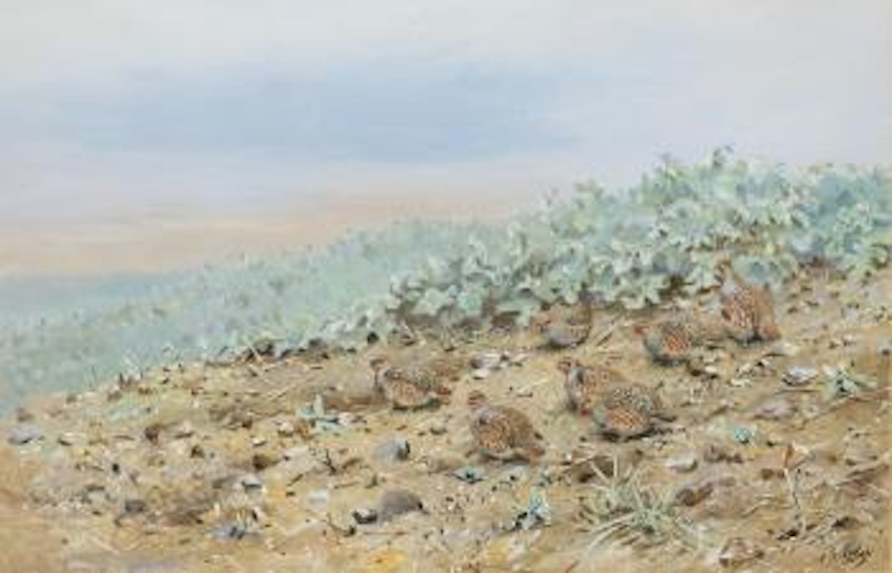 A group of partridge at a field's edge by George Edward Lodge