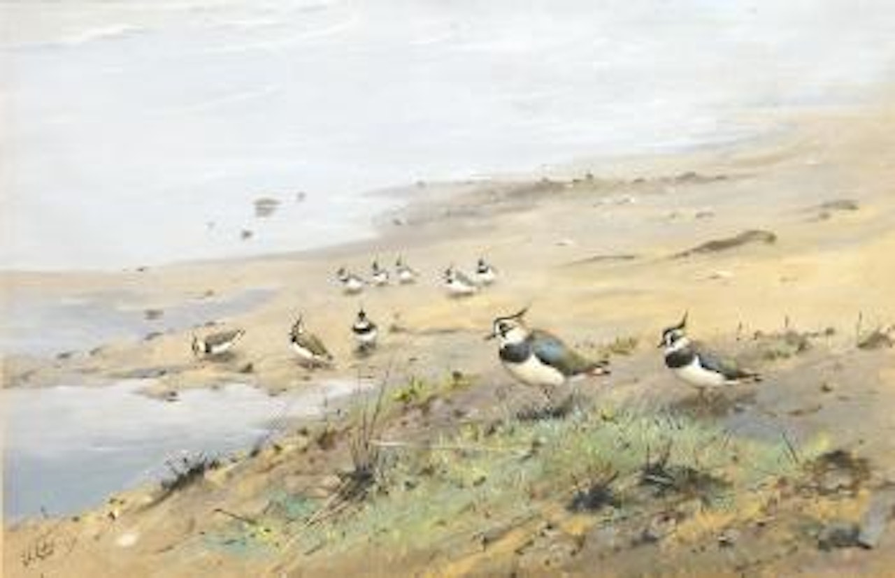 Peewits by the shore by George Edward Lodge