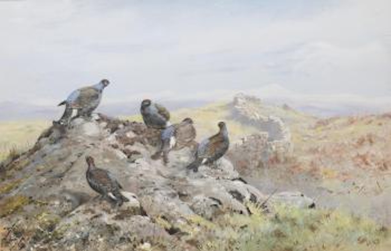 A group of black grouse on a rocky outcrop by George Edward Lodge