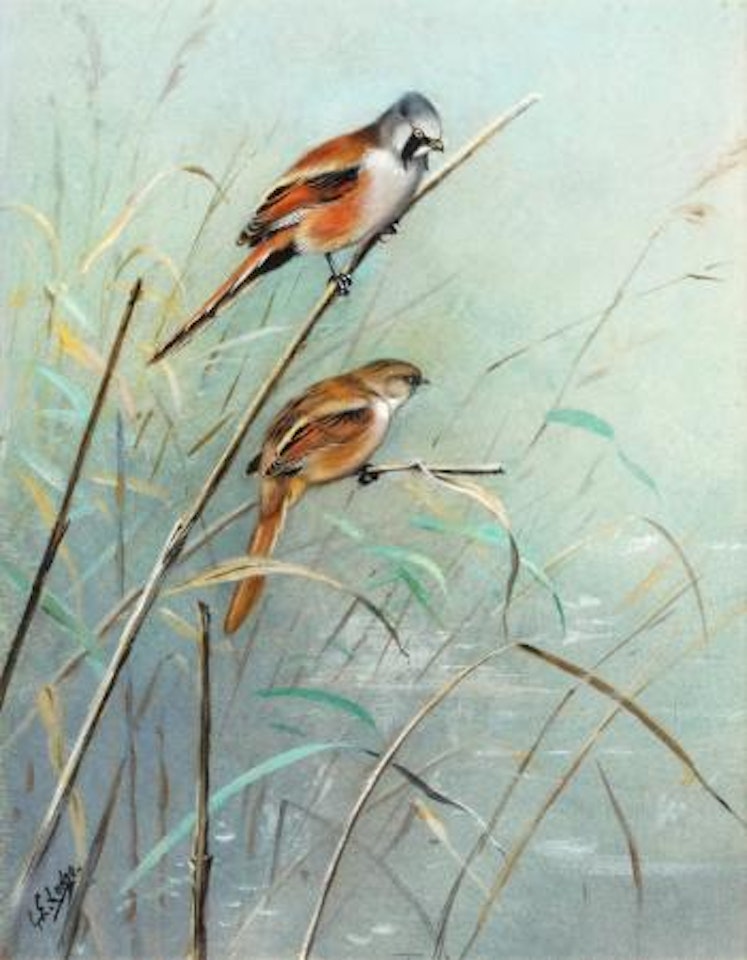 Bearded Tits Plate 30 vol II of Bannerman's Birds of the British Isles by George Edward Lodge