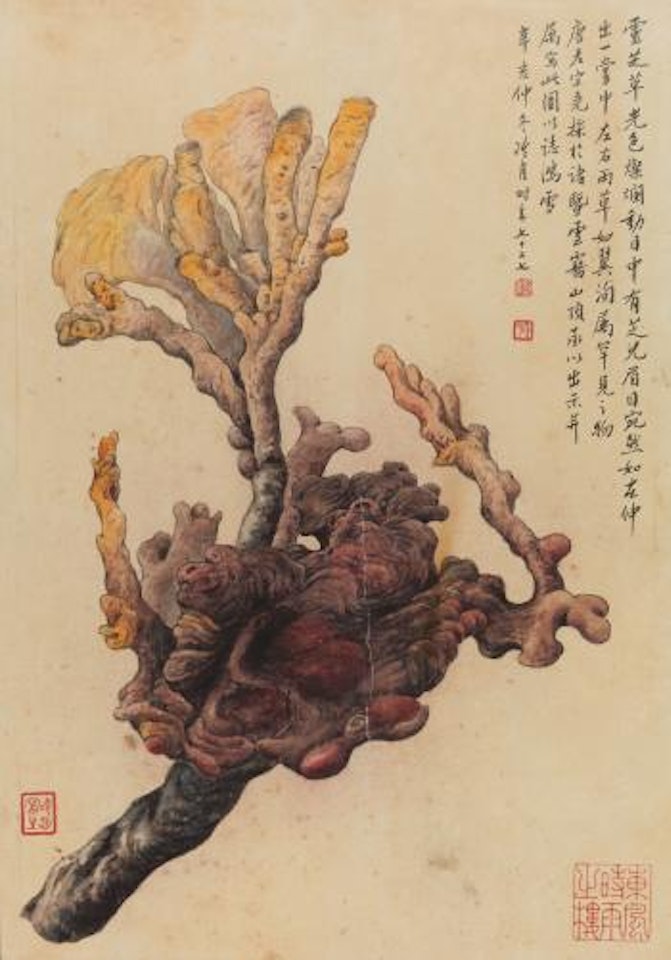 Ganoderma by Lengyue Tao