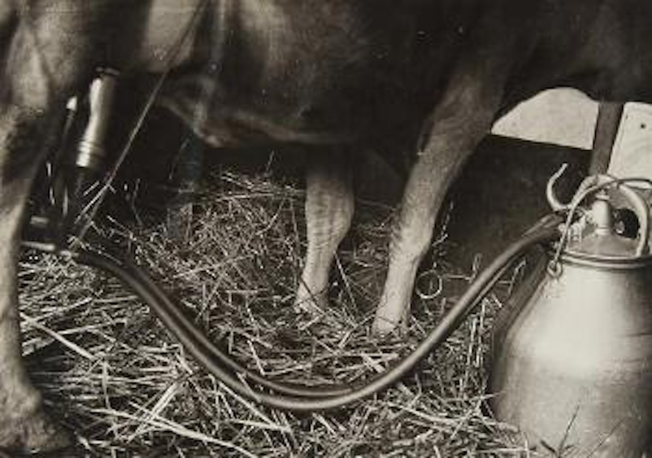 Milking by Alexander Rodchenko