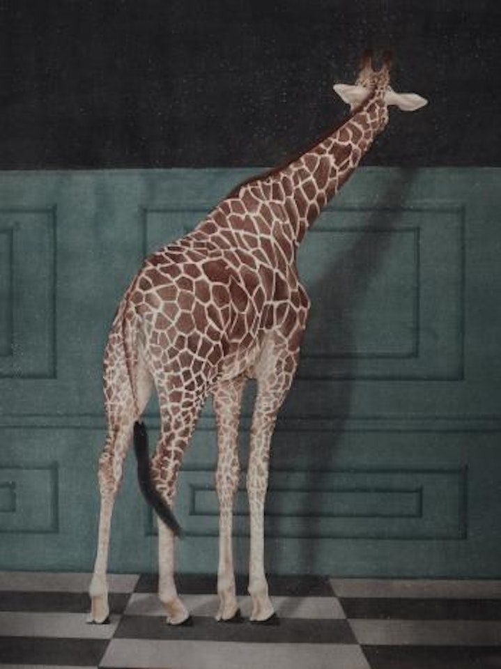 Out Of Africa by Qin Ai