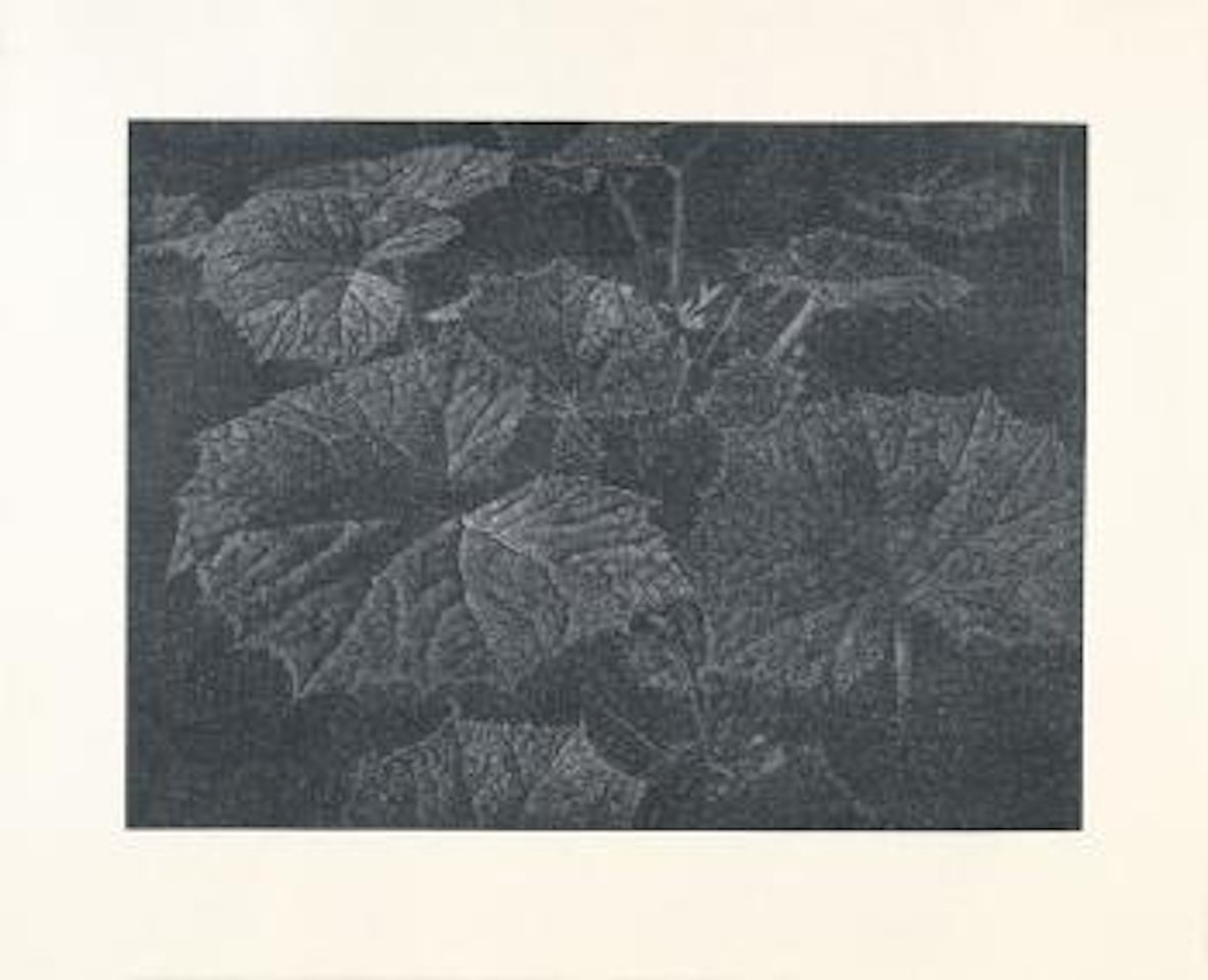 Pestwurz by Franz Gertsch
