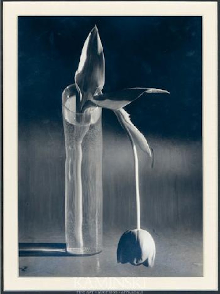 Melancholic Tulips by André Kertész