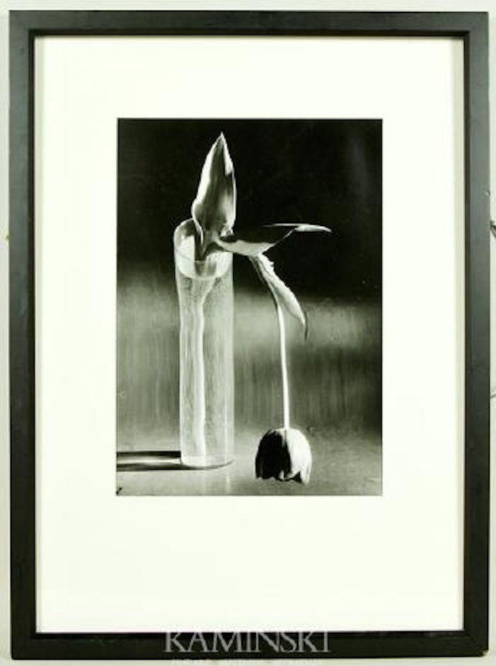 Melancholic Tulips by André Kertész