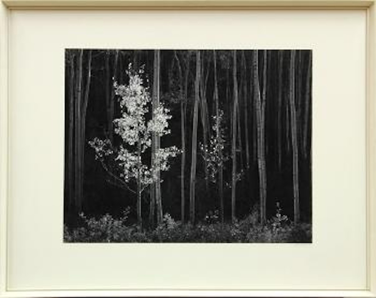 Aspens, Northern New Mexico by Ansel Adams
