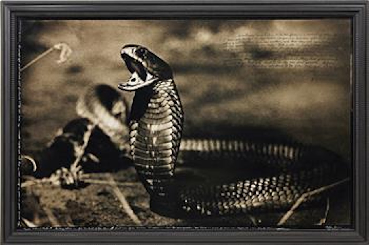 Spitting Cobra, Tsavo, June 1960 by Peter Beard