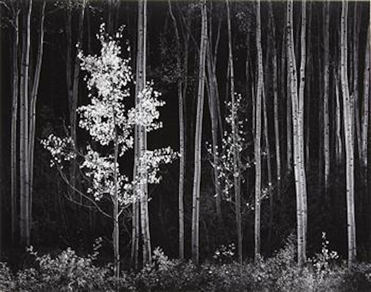 Aspens, Northern New Mexico by Ansel Adams