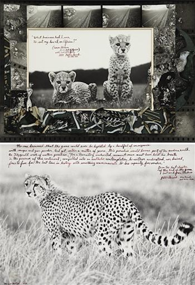Cheetah cubs orphaned at Mweiga nr. Nyeri for The End of the Game, 1968 and Hunting Cheetah on the Taru Desert, Kenya, June, 1960 by Peter Beard