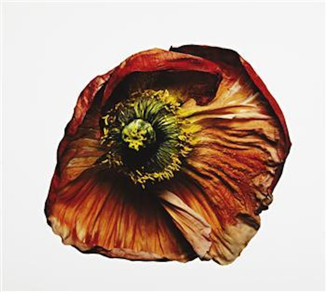 Iceland Poppy/ Papaver nudicale (B), New York by Irving Penn
