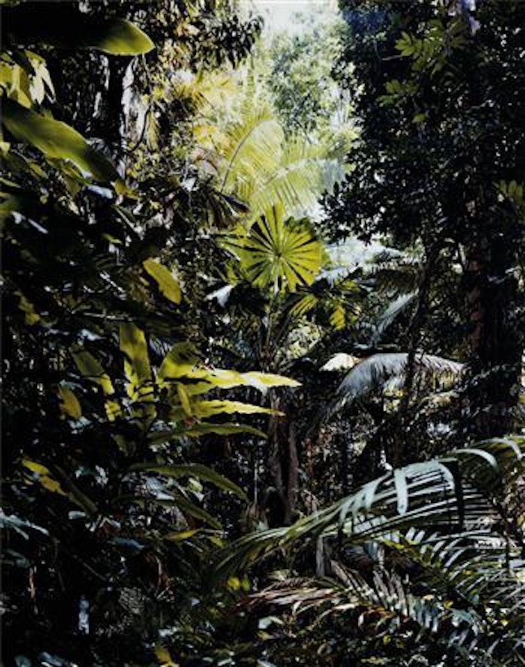 Paradise 1 (Pilgrim Sands) Daintree/Australia by Thomas Struth