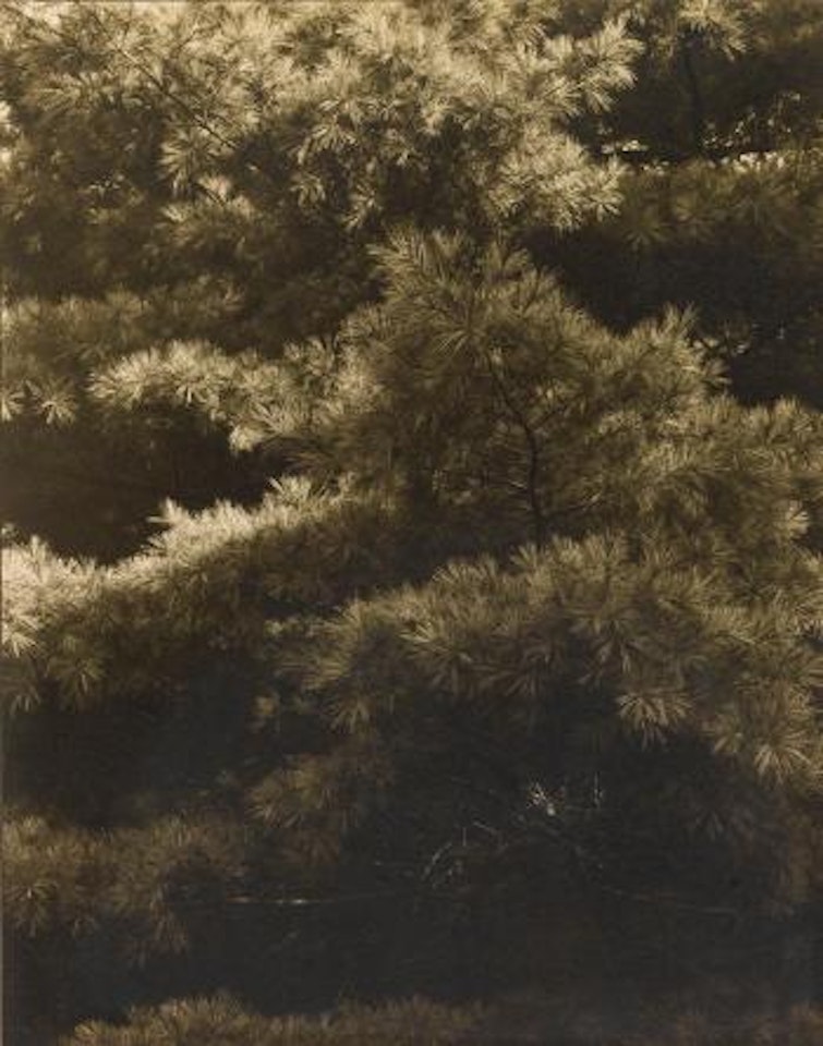 Connecticut Pines by Paul Strand