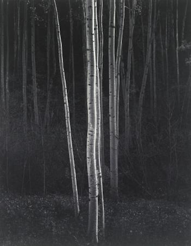Aspens, Northern New Mexico by Ansel Adams