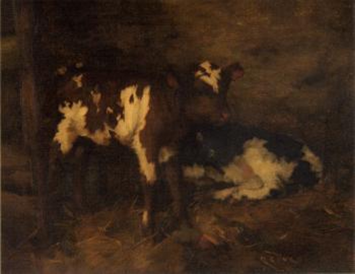 Calves by David Gauld