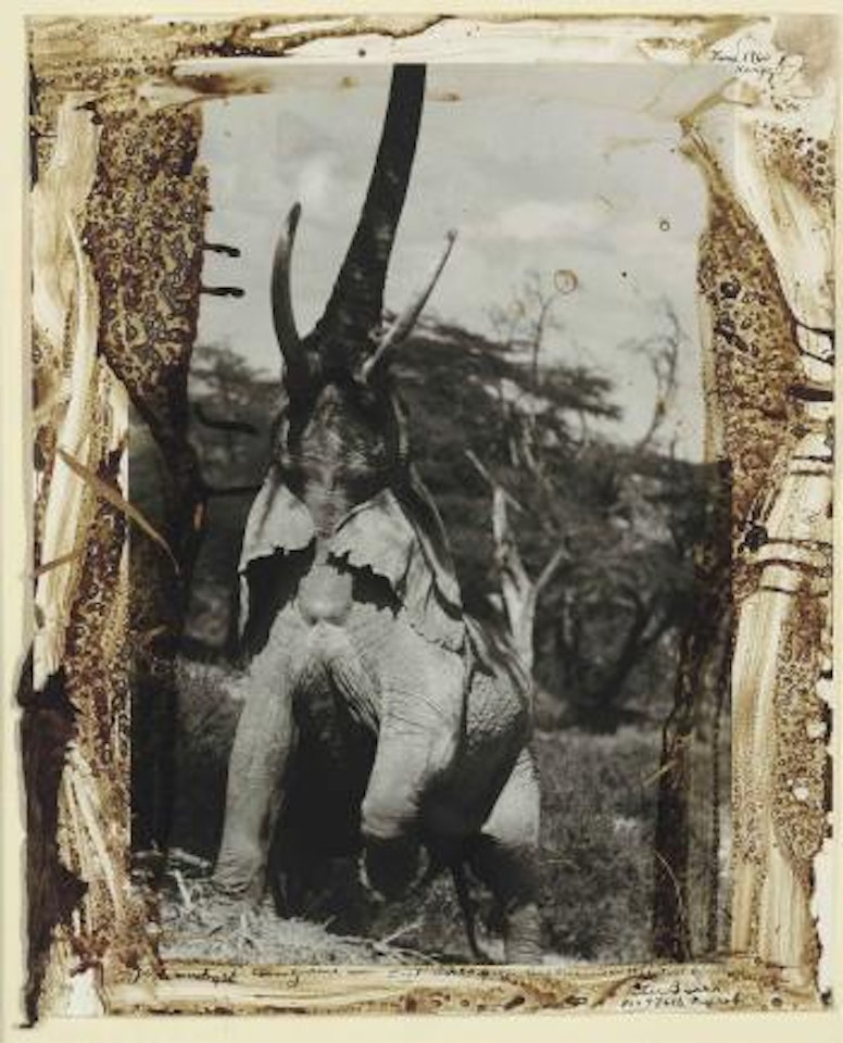 Elephant reaching for the last branch, Kenya, from 'The End of the Game - Last Word from Paradise', June 1960 by Peter Beard