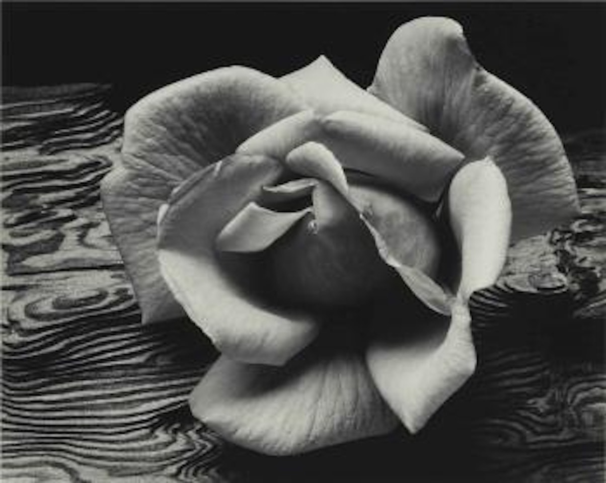 Rose and Driftwood by Ansel Adams
