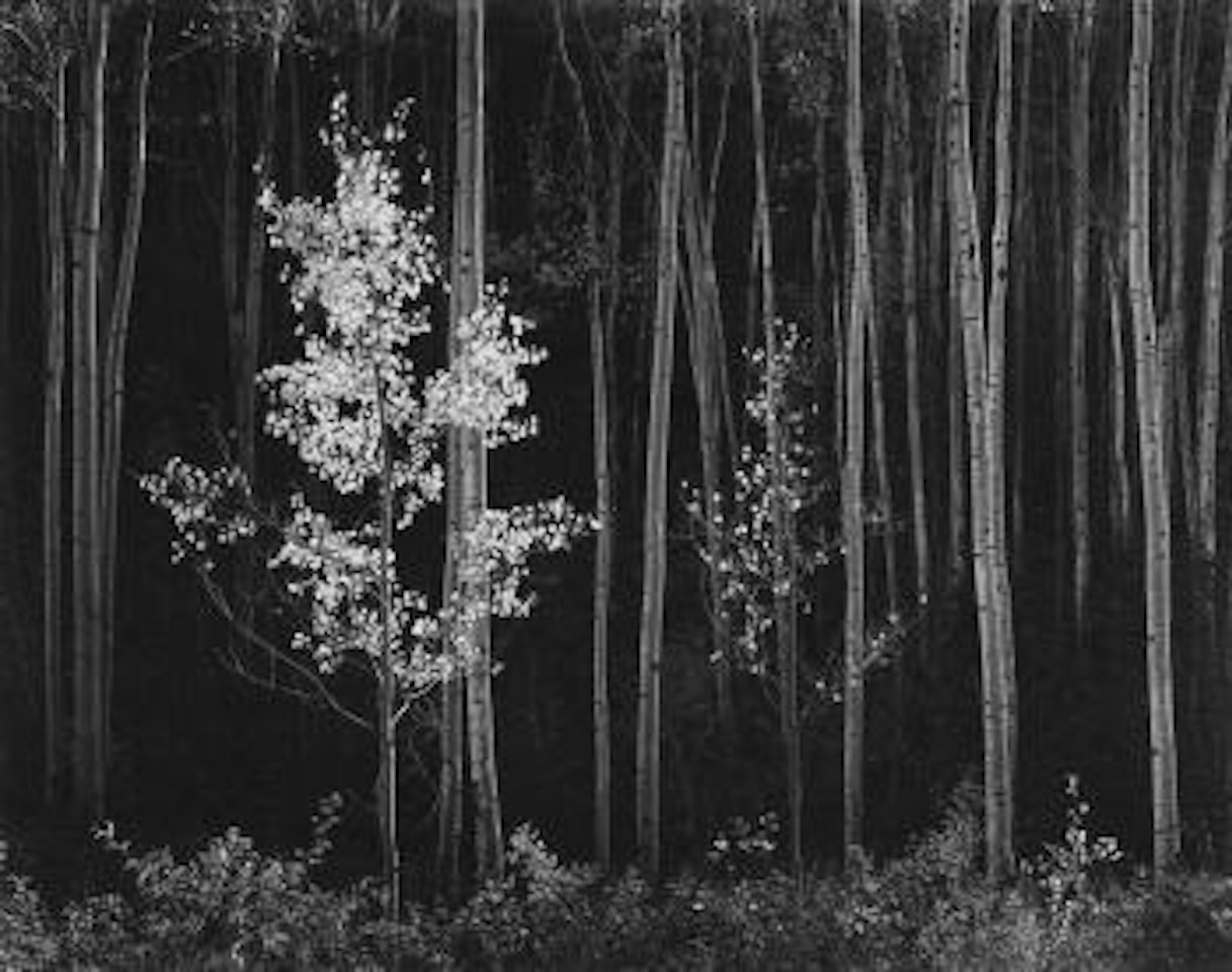 Aspens, Northern New Mexico by Ansel Adams