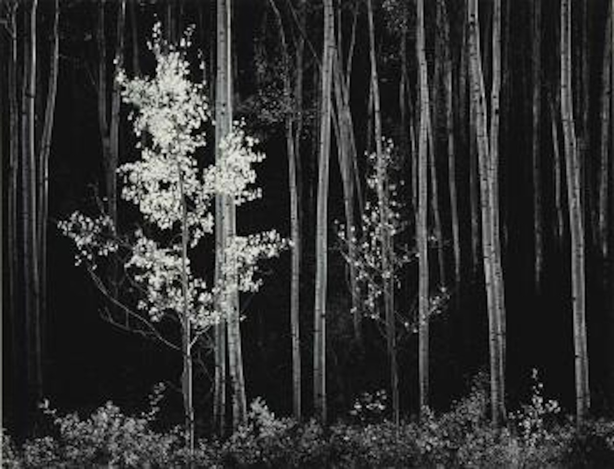 Aspens, New Mexico by Ansel Adams