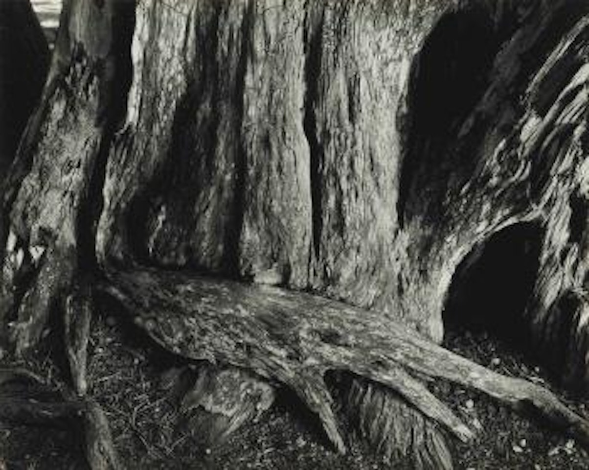 Monterey Cypress by Edward Weston