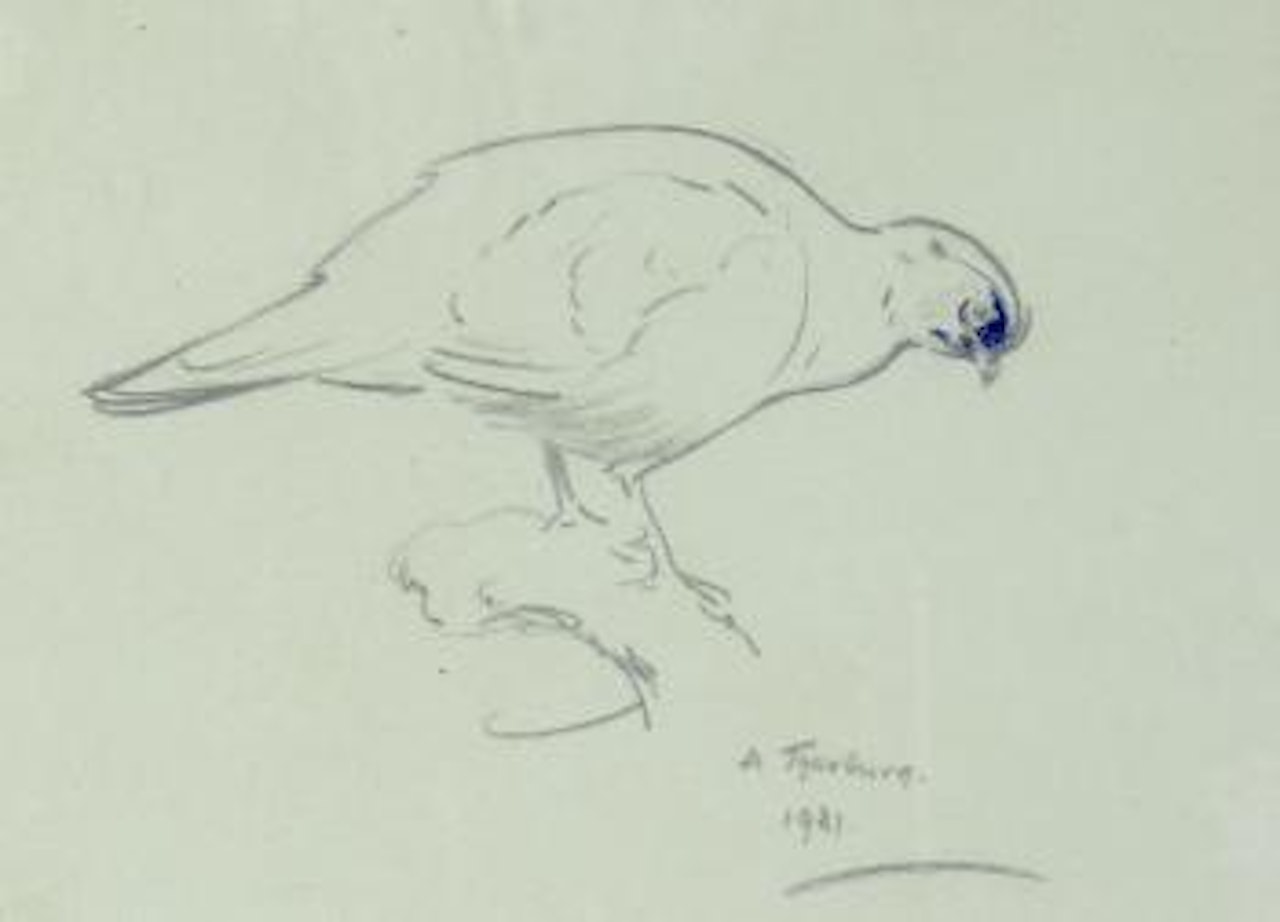 Sketches of birds of prey, a set of two by Archibald Thorburn