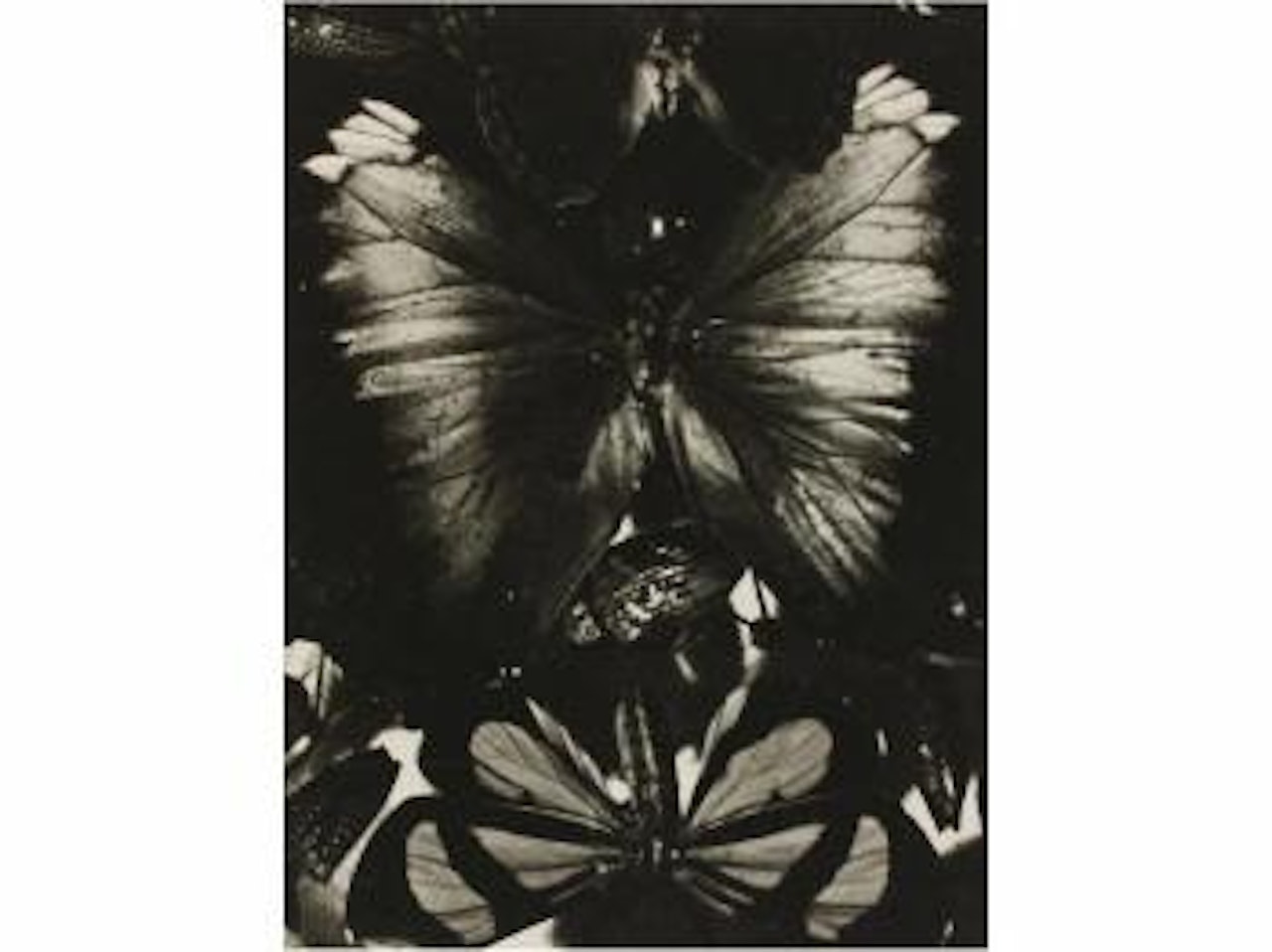 Mariposas by Man Ray